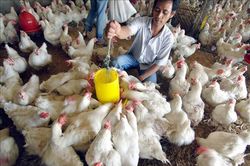 Khuyến cáo tiêm phòng cúm cho gia cầm để ngăn chặn đại dịch