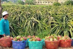 Giá thanh long 'lội ngược dòng'
