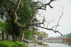Chặt hạ 3 cây sưa ven hồ Gươm vào sáng 24/5