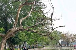 'Chốt' ngày chặt hạ 3 cây sưa quý hiếm chết ven hồ Gươm