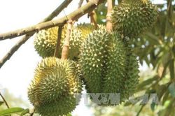 Tiền Giang có 271 mã số vùng trồng trái cây xuất khẩu