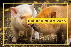 Giá heo hơi hôm nay 23/5: Vượt ngưỡng 60.000 đồng/kg
