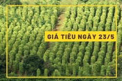 Giá tiêu hôm nay 23/5: Giảm nhẹ 500 đồng/kg