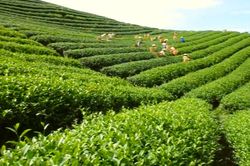 Nhu cầu từ Pakistan giảm, trị giá xuất khẩu chè của Việt Nam âm 2 con số