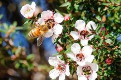 Tranh chấp thương hiệu mật ong manuka giữa New Zealand và Australia
