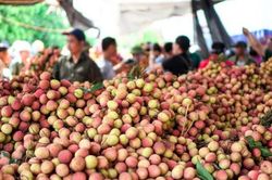 Việt Nam sẵn sàng cho mùa vải 2023 chinh phục các thị trường lớn