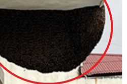Gần nửa ngày giải tỏa tổ ong khủng trên tầng 9 chung cư
