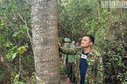 Điện Biên cảnh báo nguy cơ cháy rừng cấp nguy hiểm và cực kỳ nguy hiểm
