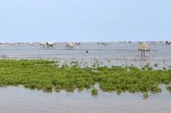 Một phụ huynh và học sinh tử vong khi trải nghiệm bắt ngao