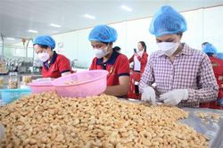 Sản phẩm điều của Bình Phước được công nhận OCOP 5 sao quốc gia