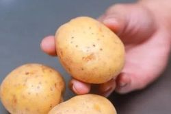 Đừng để khoai tây trong tủ lạnh: Làm theo cách này khoai để lâu vẫn tươi ngon, không mọc mầm