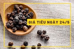 Giá tiêu hôm nay 24/5: Tiếp tục giảm gần 1.000 đồng/kg