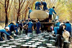 4 tháng đầu năm 2023, Hàn Quốc giảm nhập cao su từ thị trường Việt Nam