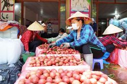 Bắc Giang: Sẵn sàng cho mùa vải thiều 2023 tiêu thụ hanh thông