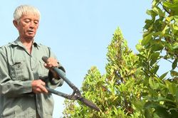 Lão nông gắn trọn cuộc đời với hoa kiểng
