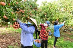 Hỗ trợ xúc tiến tiêu thụ vải thiều Bắc Giang một cách bài bản