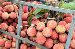 Sự thật về loại vải thiều đầu mùa được bán giá rẻ trên các tuyến phố Hà Nội?