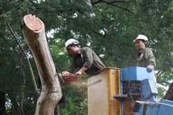 Cận cảnh chặt hạ 3 cây sưa đỏ quý hiếm ở Hồ Gươm