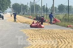 Bất chấp nguy hiểm, ngang nhiên biến quốc lộ thành sân phơi lúa