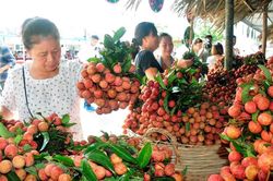 Vải thiều và nhiều nông sản ở miền Bắc chuẩn bị vào chính vụ thu hoạch