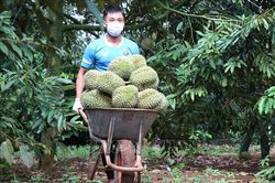 Sẽ có thêm nhiều mã số vùng trồng sầu riêng được xuất khẩu vào Trung Quốc