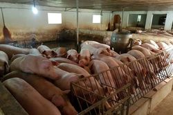 Giá heo hơi hôm nay 24/5/2023: Tiếp tục tăng 1.000 - 3.000 đồng/kg