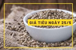 Giá tiêu hôm nay 25/5: Xu hướng giảm chưa thể chấm dứt