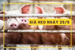 Giá heo hơi hôm nay 25/5: Tăng ở miền Bắc và Trung, lặng sóng ở miền Nam