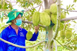 400 vùng trồng sầu riêng Việt Nam đang chờ Hải quan Trung Quốc kiểm tra