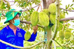 Hải quan Trung Quốc phê duyệt thêm 47 mã vùng trồng sầu riêng của Việt Nam