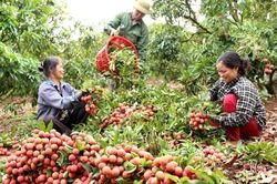Đặc sản vải thiều sắp 'lên đường' đi Mỹ, Nhật Bản