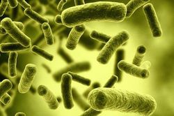 Cách phòng, tránh ngộ độc thực phẩm do độc tố của Clostridium botulinum