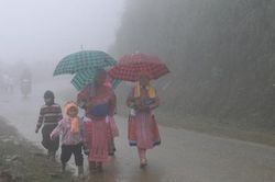 Lào Cai: Trận mưa vàng cứu hàng vạn ha rừng nguy cơ cháy cao do nắng nóng kéo dài