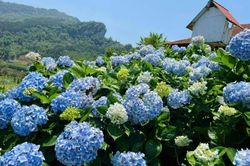 Nguyên Bình ngập tràn hoa cẩm tú cầu