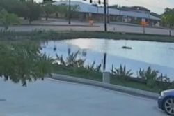 Tài xế say rượu lái bán tải đâm vào gốc cây vẫn chạy tiếp dù đầu xe vỡ nát