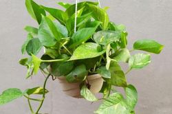 Trầu bà rất thích loại nước này, nửa tháng tưới một lần cây xanh mơn mởn, không sợ vàng lá