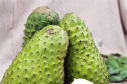 Giá mãng cầu gai tăng đột biến vì cơn sốt ''trà mãng cầu''