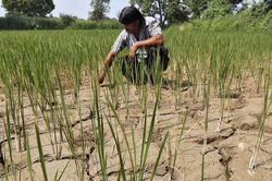 El Nino giáng đòn mạnh vào kinh tế toàn cầu