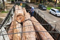 Xe đầu kéo vận chuyển 23 lóng gỗ trái phép ở khu vực biên giới