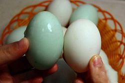 Mua trứng vịt nên chọn quả vỏ trắng hay vỏ xanh?