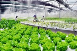 Tây Ninh tổ chức diễn đàn quốc tế thu hút đầu tư vào nông nghiệp công nghệ cao