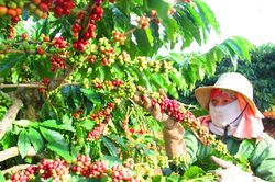 Tọa đàm cà phê, ca cao Việt Nam