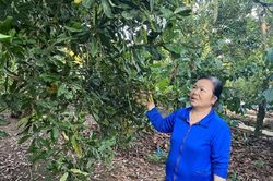 Trồng sầu riêng xen canh mắc ca, cà phê, ai ngờ bội thu