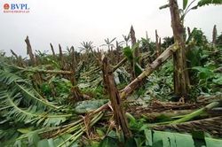 Điều tra 48 đối tượng phá hoại cây trồng, ước tính hơn 3 tỉ đồng