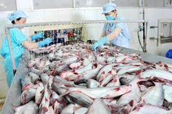 Xuất khẩu cá tra 4 tháng đầu năm 2023 tăng trưởng âm nhiều thị trường