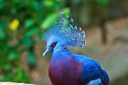 Hình ảnh về những loài động vật sở hữu bộ lông kỳ lạ nhất thế giới