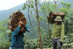 Kinh tế hàng hóa lớn mạnh ở vùng núi Tân Đồng