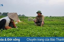 Người dân làng cổ làm giàu từ trồng rau má