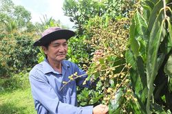 Nông dân Nguyễn Thành Quới chuyển đổi từ trồng lúa sang trồng nhãn mỗi năm thu nhập tiền tỷ