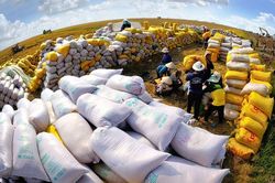 5 nhóm giải pháp phát triển thị trường xuất khẩu gạo của Việt Nam đến năm 2030